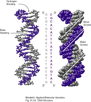 dna_structure_lsd.jpg