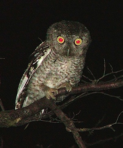 night-owl.jpg.jpeg