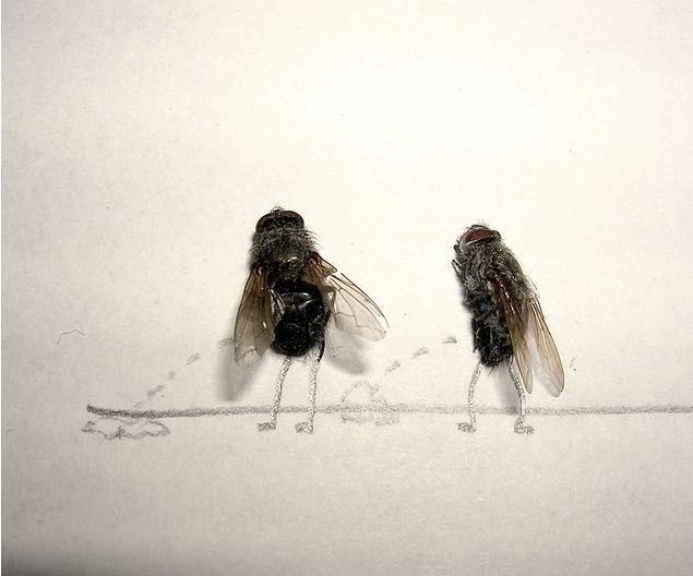 dead_flies_art_02.jpg