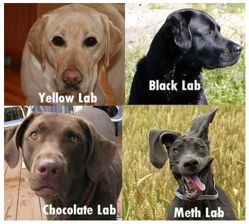 kinds-of-labs.jpg