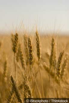 Monsanto wheat 2 2