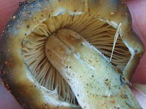 Psilocybin mushroom commons 300x2251