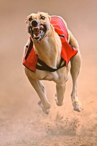 3995-2-Sprinting Greyhound