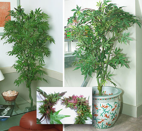 pictures of weed plants. Marijuana Law#39;s U.S. History