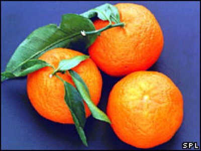  44107487 Tangerines Cred203