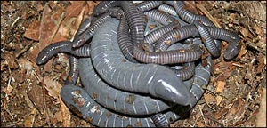  Media Images 44414000 Jpg  44414748 Caecilian 416