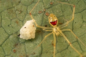 Spider-Guarding-Eggs-683251-Ga