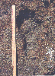 bigfoot_print1.gif