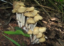 magic-mushrooms.jpg