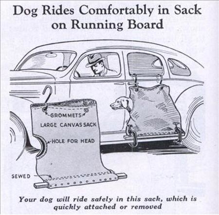 safe-dog-rides.jpg